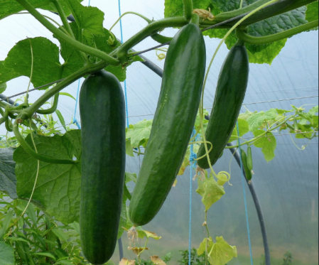 Photo: ©FAO/Luc Genot