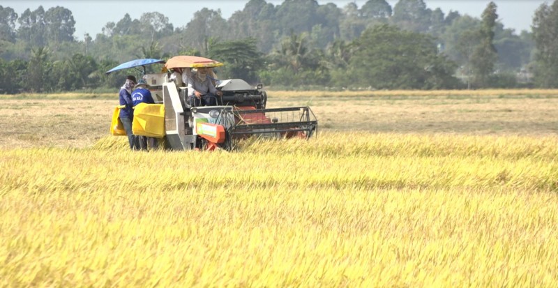 Description: Giá lúa gạo hôm nay 6/5: Lúa tăng 100 đồng/kg, gạo tăng 50 đồng/kg