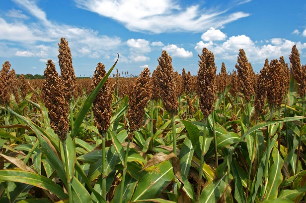 Photo: ©FAO/Luc Genot