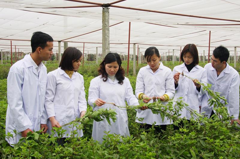 Việt Nam kỳ vọng nhiều vào việc phát triển các vùng trồng thảo dược, nâng tầm các loại cây có giá trị kinh tế cao, hướng đến mục tiêu xuất khẩu.