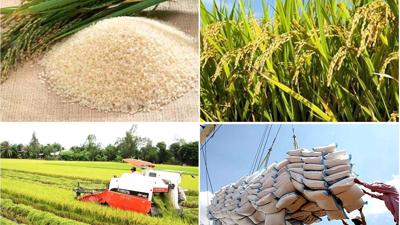 Tăng cường tổ chức sản xuất, xuất khẩu gạo theo chuỗi liên kết.