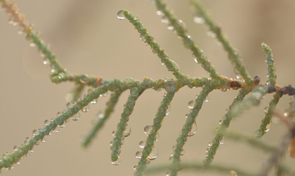 Description: https://s3-hn-2.cloud.cmctelecom.vn/tia-sang/2023/10/103023_ar_desert_plant_feat-1030x580-1.jpg
