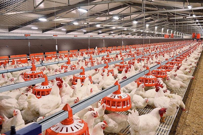 Phát triển chăn nuôi quy mô tập trung, hiện đại ngang tầm khu vực và thế giới