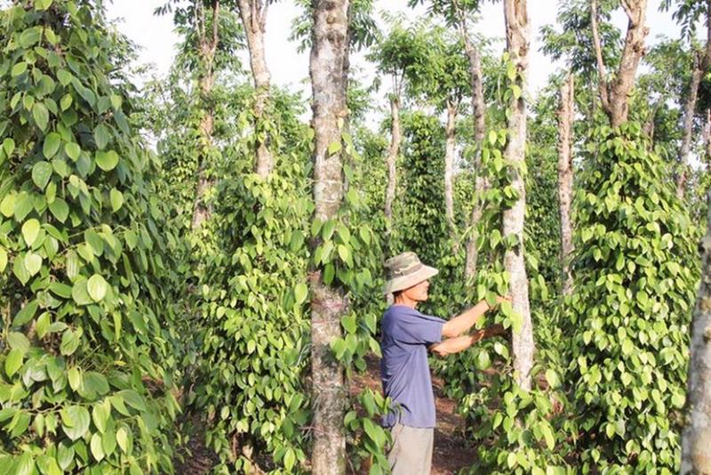 Giá hồ tiêu sẽ còn tiếp tục tăng mạnh trong thời gian tới.