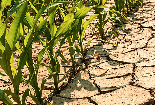 Photo: ©FAO/Luc Genot