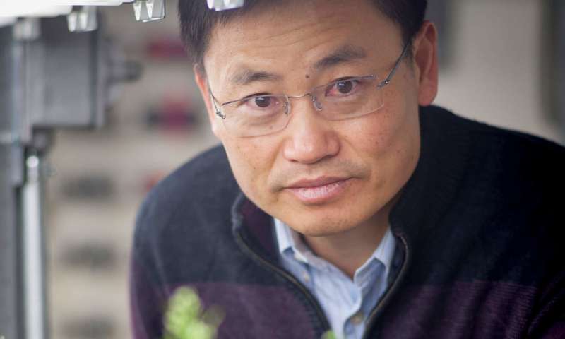 Description: CRISPR-edited rice plants produce major boost in grain yield