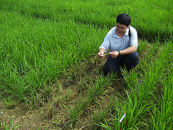 Description: https://www.ars.usda.gov/ARSUserFiles/oc/graphics/photos/jul06/d542-2i.jpg