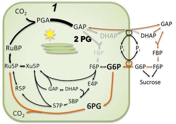 Keeping plants nourishedâthe workings of a photosynthesis backup system