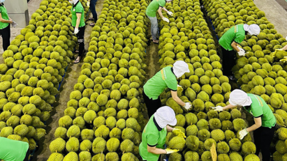 Xuất khẩu sầu riêng năm 2024 dự báo sẽ đạt 3,2-3,4 tỷ USD.