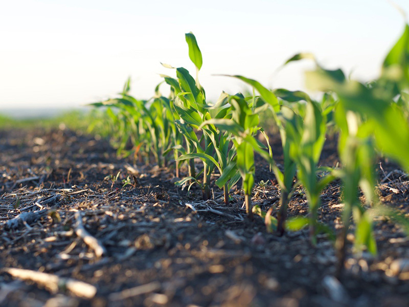 Description: Corn growing in field.
