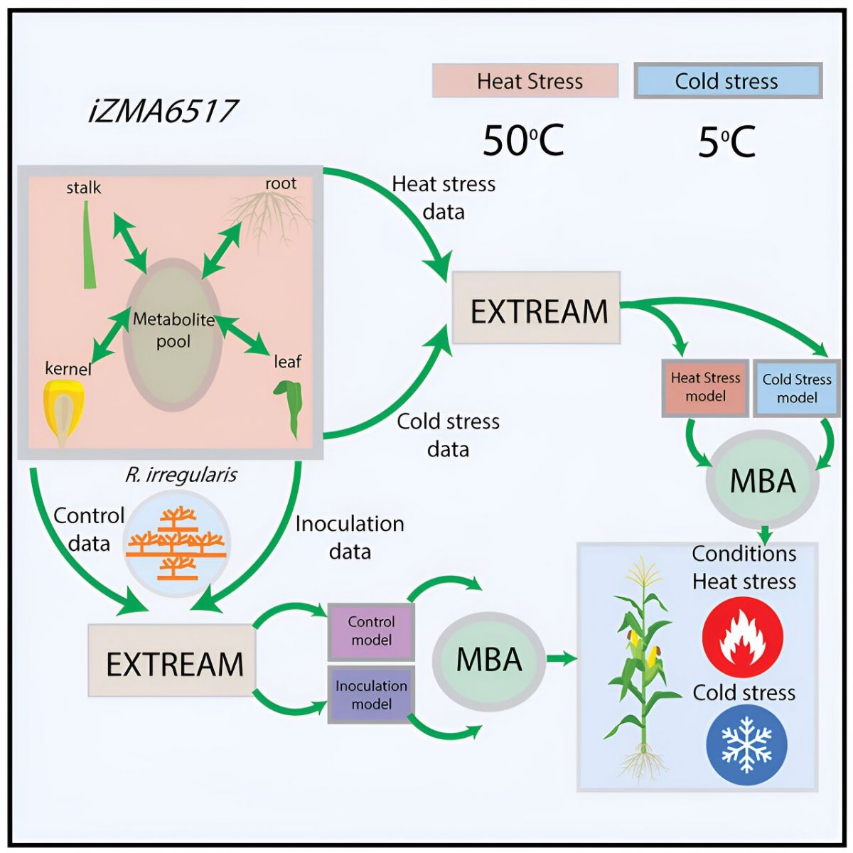 Researchers use metabolic model to study temperature stress on corn
