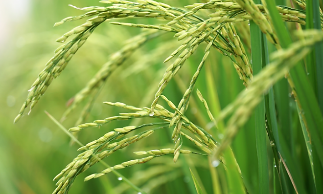 Photo: ©FAO/Luc Genot