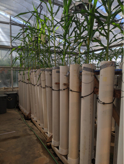 Description: Newly discovered trait helps plants grow deeper roots in dry, compacted soils