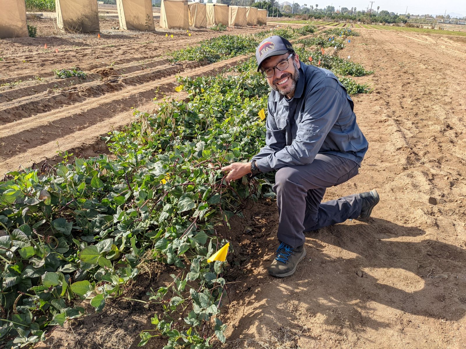Black eyed peas could help eliminate need for fertilizer