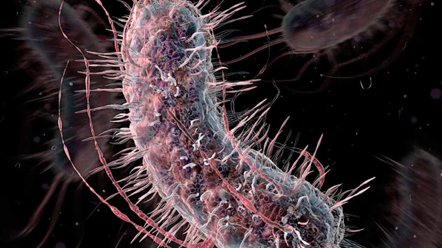 Khuẩn E. coli.