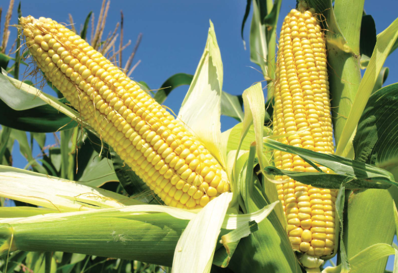 Photo: ©FAO/Luc Genot
