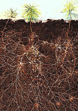 Description: Kết quả hình ảnh cho mycorrhizal fungi