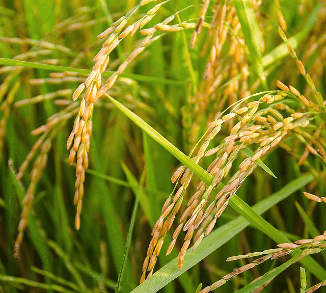 Photo: ©FAO/Luc Genot