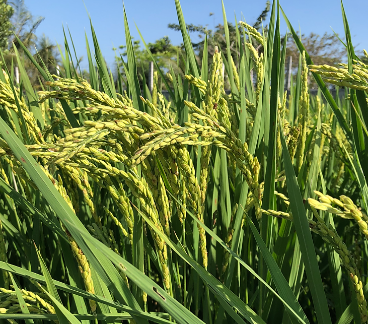 Photo: ©FAO/Luc Genot