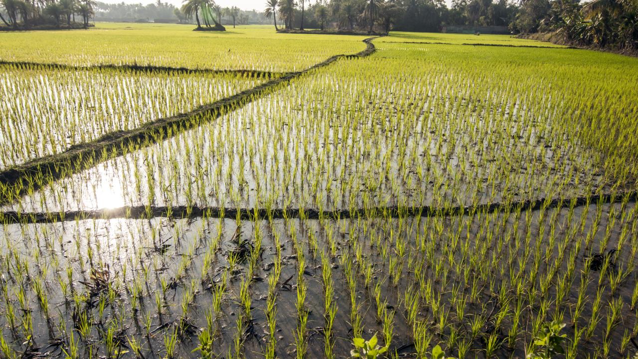 Description: Green rice plants in paddy fields with palm trees in the background.