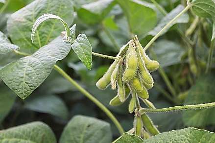 Description: https://www.isaaa.org/kc/cropbiotechupdate/files/images/55202154754AM.jpg