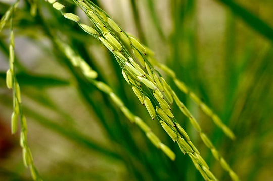 Photo: ©FAO/Luc Genot