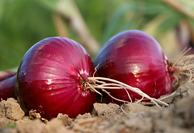 Photo: ©FAO/Luc Genot
