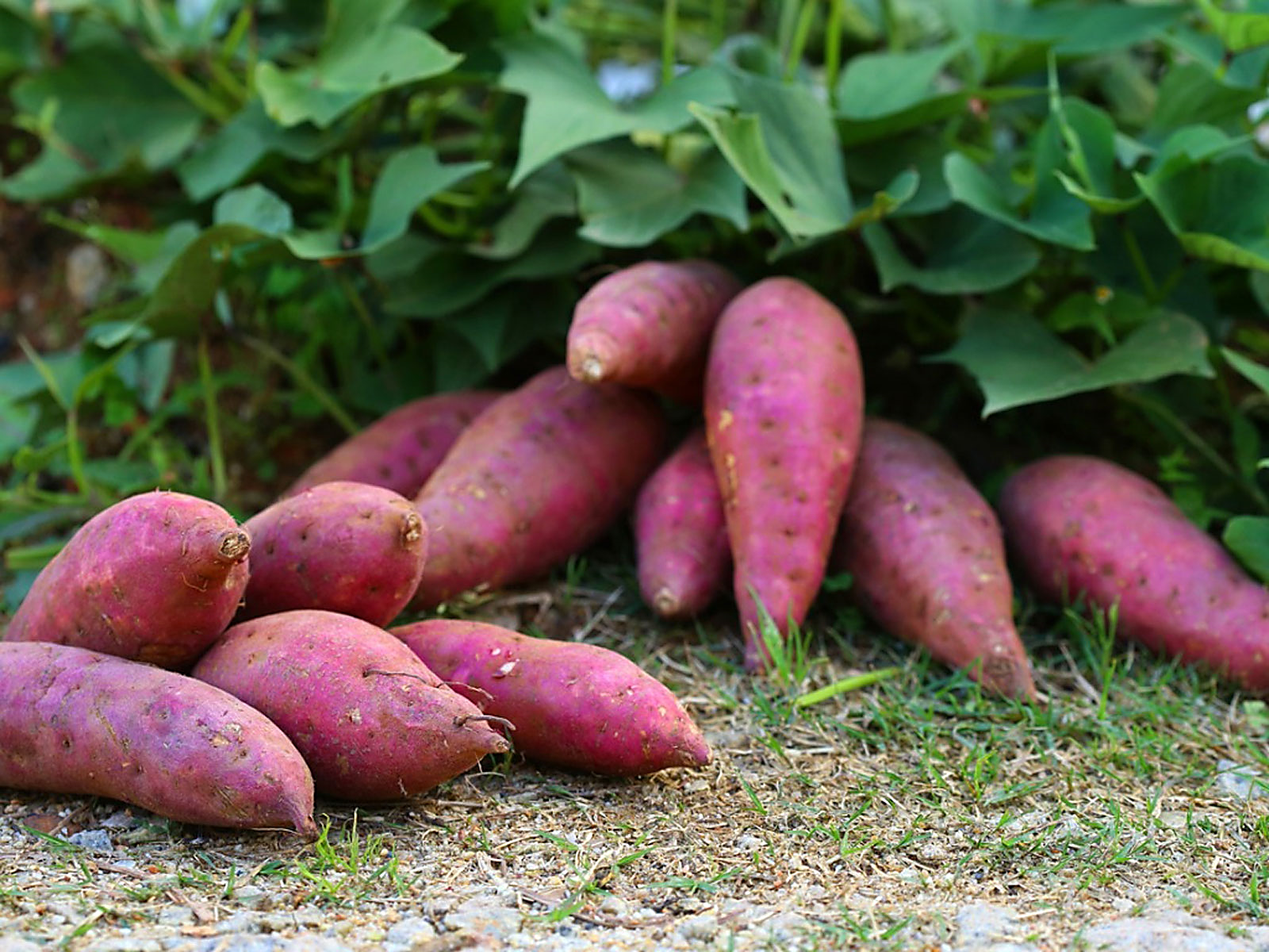 Photo: ©FAO/Luc Genot
