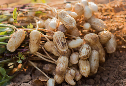 Photo: ©FAO/Luc Genot