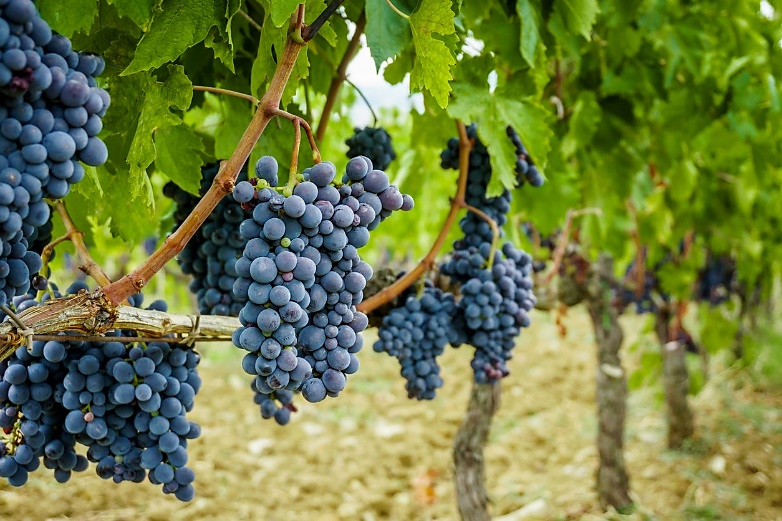 Photo: ©FAO/Luc Genot