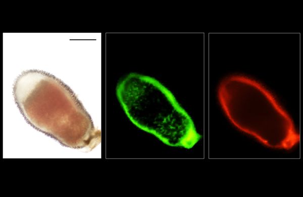 Description: Applying cell-type-specific CRISPR in the nodules of model legume Medicago truncatula