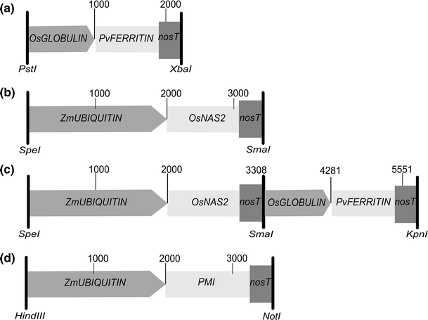 https://static-content.springer.com/image/art%3A10.1007%2Fs00122-016-2808-x/MediaObjects/122_2016_2808_Fig1_HTML.gif