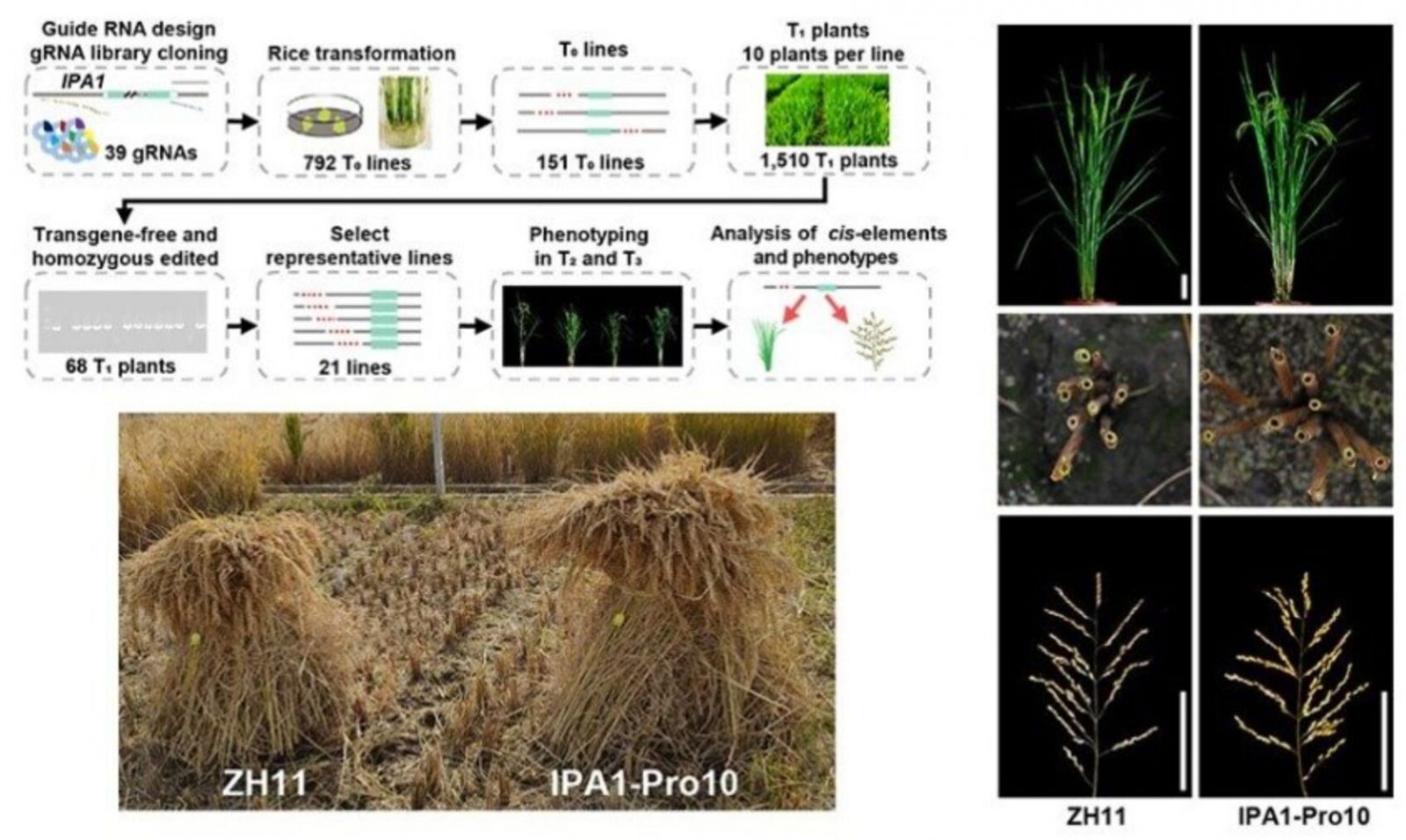 Description: https://scx2.b-cdn.net/gfx/news/hires/2022/researchers-boost-rice-1.jpg