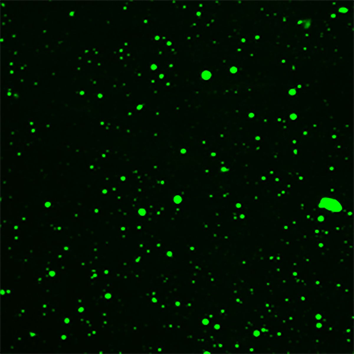 Substrate-induced droplet formation of a plant TIR domain in vitro. The Arabidopsis TIR domain protein RPP1 was fused with the fluorescent protein GFP so that the rapid droplet formation of the RPP1-GFP fusion protein can be visualized by fluorescence microscopy after addition of the substrates NAD+ or ATP in a test tube. The droplets are highly dynamic structures.