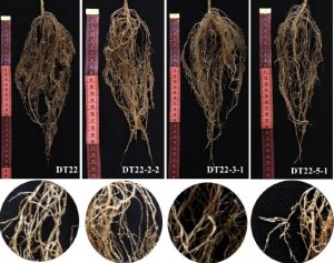 Bước đầu nghi&ecirc;n cứu chuyển gene kh&aacute;ng tuyến tr&ugrave;ng sưng rễ tr&ecirc;n c&acirc;y đậu n&agrave;nh