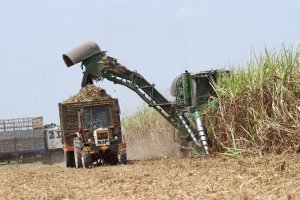 "Cấp cứu" ng&agrave;nh m&iacute;a đường