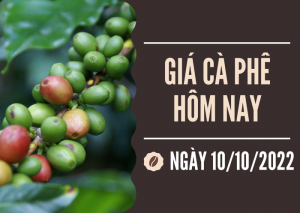 Giá cà phê hôm 10/10: Thị trường lặng sóng trong ngày đầu tuần
