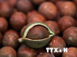 Thị trường ca cao to&agrave;n cầu đối mặt th&aacute;ch thức k&eacute;p