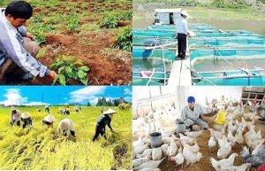 Pháp luật về bảo hiểm nông nghiệp: Cần cách tiếp cận mới