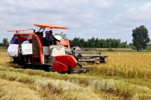 Nguồn cung l&uacute;a gạo bắt đầu gia tăng