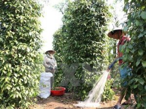Giá tiêu ngày 25/11: Xuất hiện tín hiệu tăng trở lại?