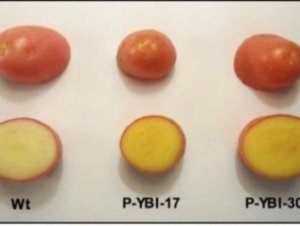 Giống khoai t&acirc;y &ldquo;v&agrave;ng&rdquo; mới cung cấp nhiều vitamin A v&agrave; E