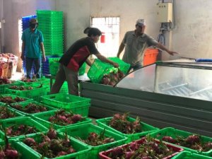 Ph&aacute;t triển ng&agrave;nh tr&aacute;i c&acirc;y - B&agrave;i 1: Thị trường rộng mở