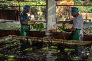 Ng&agrave;nh c&ocirc;ng nghiệp chuối đứng trước `cơn b&atilde;o` lớn kh&ocirc;ng k&eacute;m Covid-19