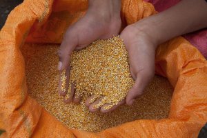 C&acirc;y di&ecirc;m mạch (quinoa) - triển vọng mới cho c&aacute;c v&ugrave;ng hạn, mặn Việt Nam