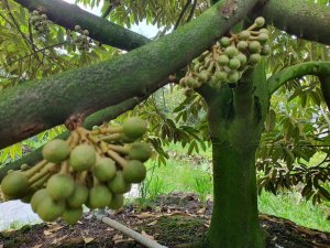 Điều đáng lo sau bức tranh ‘sáng màu’ của ngành nông nghiệp