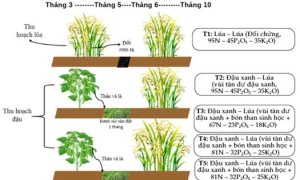 M&ocirc; h&igrave;nh ứng dụng t&agrave;n dư c&acirc;y họ đậu v&agrave; than sinh học trong canh t&aacute;c l&uacute;a bền vững