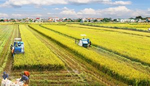 El Nino đe dọa đến nông nghiệp Việt Nam