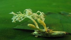 Khai th&aacute;c v&agrave; ph&aacute;t triển nguồn gen nấm Cordyceps takaomontana Yakush. & Kumaz. l&agrave;m dược liệu