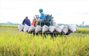 Giá lúa gạo giảm: Người dân, doanh nghiệp gặp khó